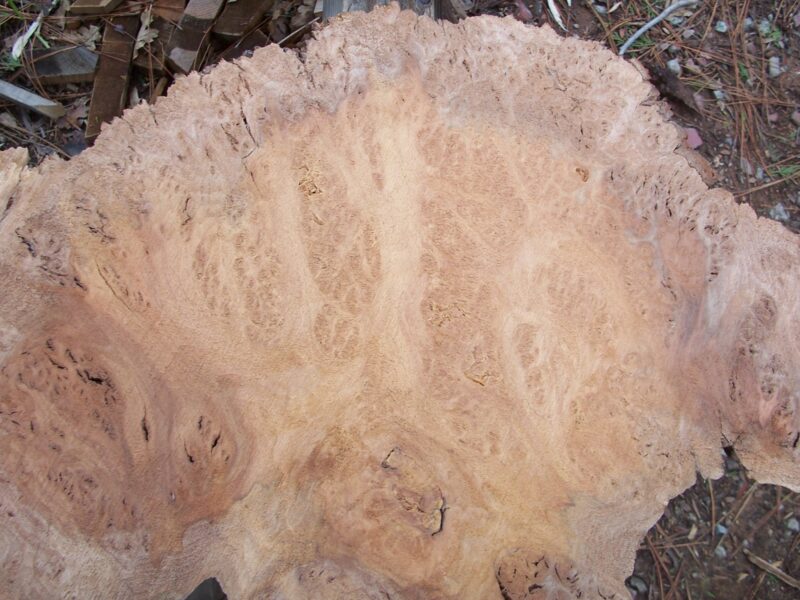 California Claro Black Walnut Burl