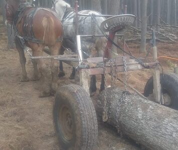 Bear Hill Horse Logging