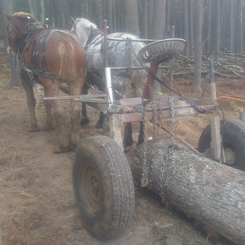 Bear Hill Horse Logging