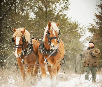 Mule Skinner Horse Logging and Go Green Forest Products