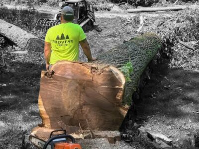 Midwest Walnut Buyers LLC Family Owned and Operated Timber Company Logging, Standing Timber Buyer and Live Edge slabs