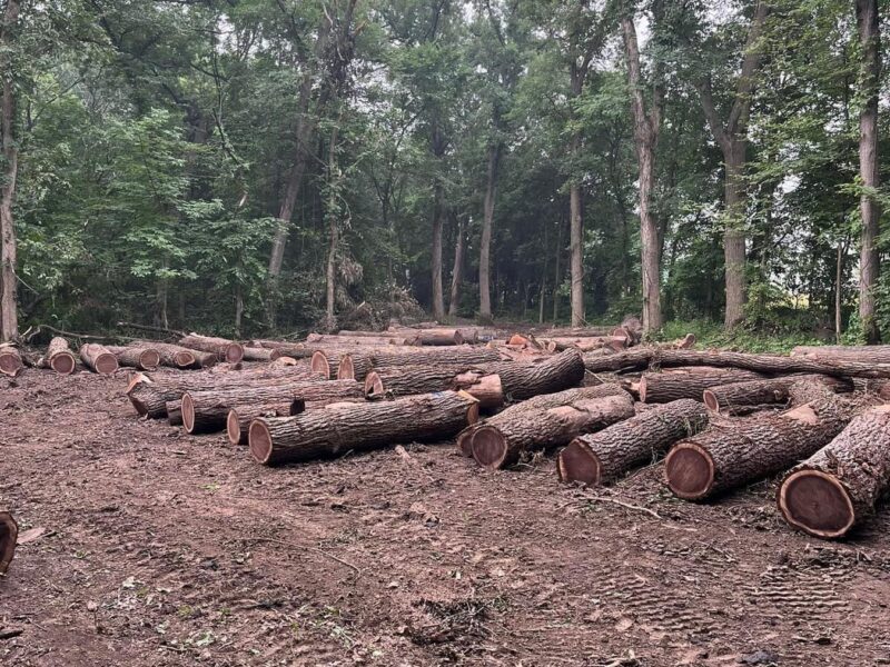 Midwest Walnut Buyers LLC Family Owned and Operated Timber Company Logging, Standing Timber Buyer and Live Edge slabs