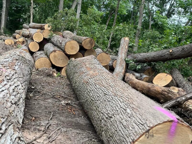 Midwest Walnut Buyers LLC Family Owned and Operated Timber Company Logging, Standing Timber Buyer and Live Edge slabs