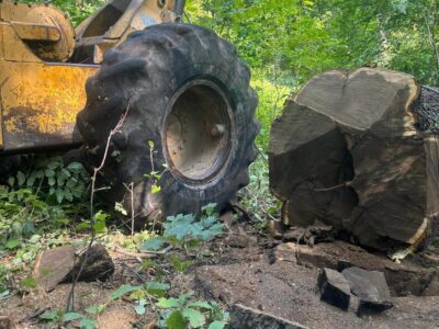 Midwest Walnut Buyers LLC Family Owned Timber Company Logging Lot Clearing Live Edge Slabs
