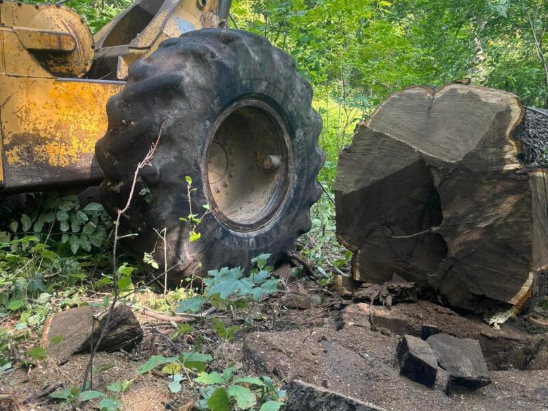 Midwest Walnut Buyers LLC Family Owned and Operated Timber Company Logging, Standing Timber Buyer and Live Edge slabs