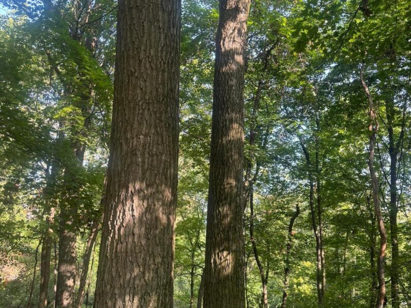 Midwest Walnut Buyers LLC Family Owned and Operated Timber Company Logging, Standing Timber Buyer and Live Edge slabs